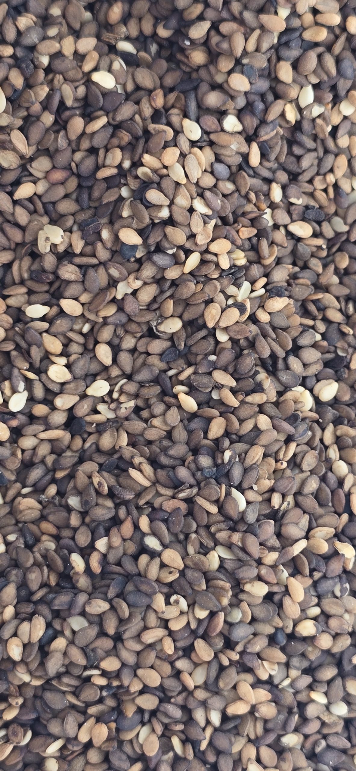 کنجد قهوه ای حاج حسین
